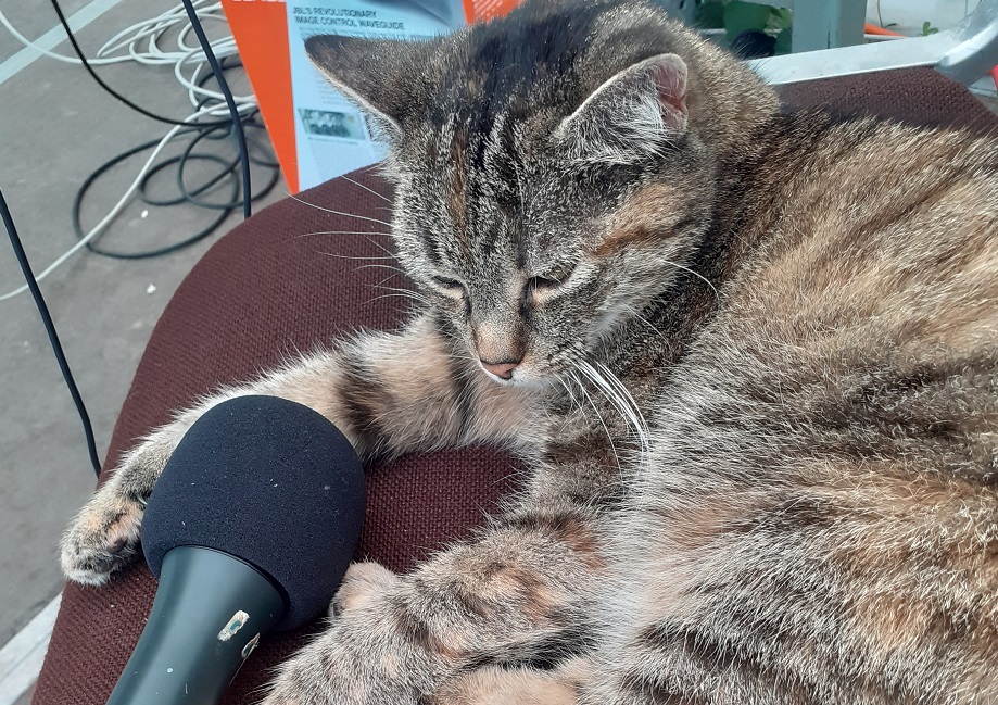 eine Katze auf einem Sessel vor einem Mirkofon, Foto aufgenommen beim letzen Radiocamp